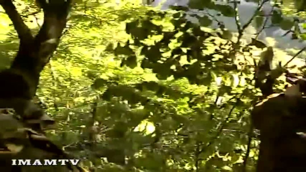 Обстрел вертолетов. Вилаят Нохчийчоь